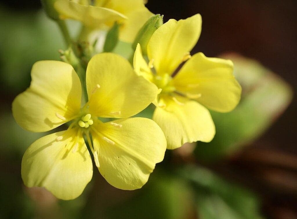 МАСЛО ОТ ВЕЧЕРНА ИГЛИКА - ПОЛЗИ И ПРИЛОЖЕНИЯ