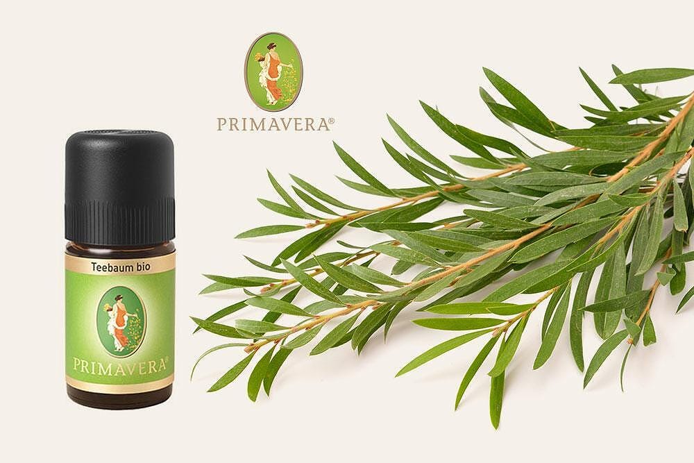 ЕТЕРИЧНО МАСЛО ТО ЧАЕНО ДЪРВО - ПРИЛОЖЕНИЯ И ПОЛЗИ