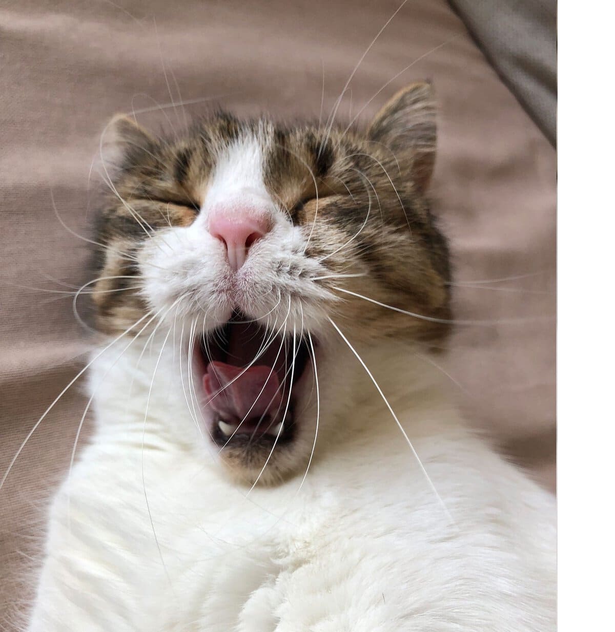 Our-cat-2