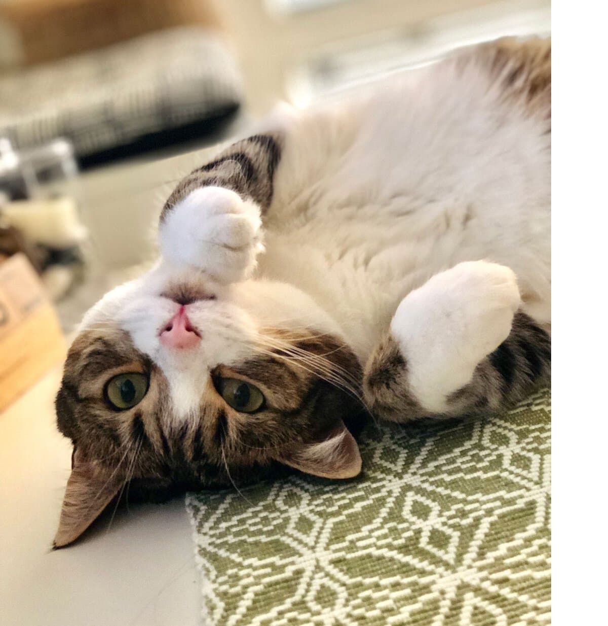 Our-cats