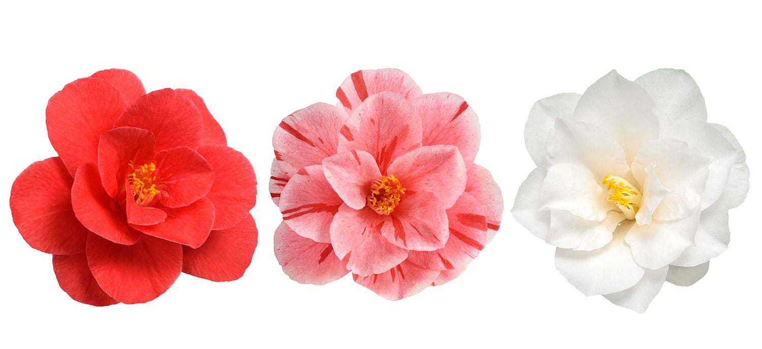 Camellia-flowers