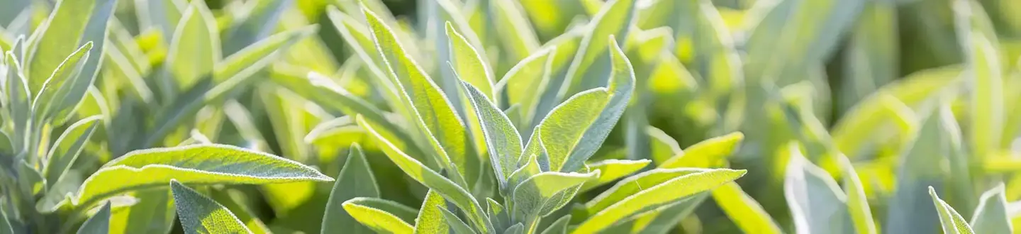 ESSENTIAL OIL OF GARDEN TEA - BENEFITS AND APPLICATIONS