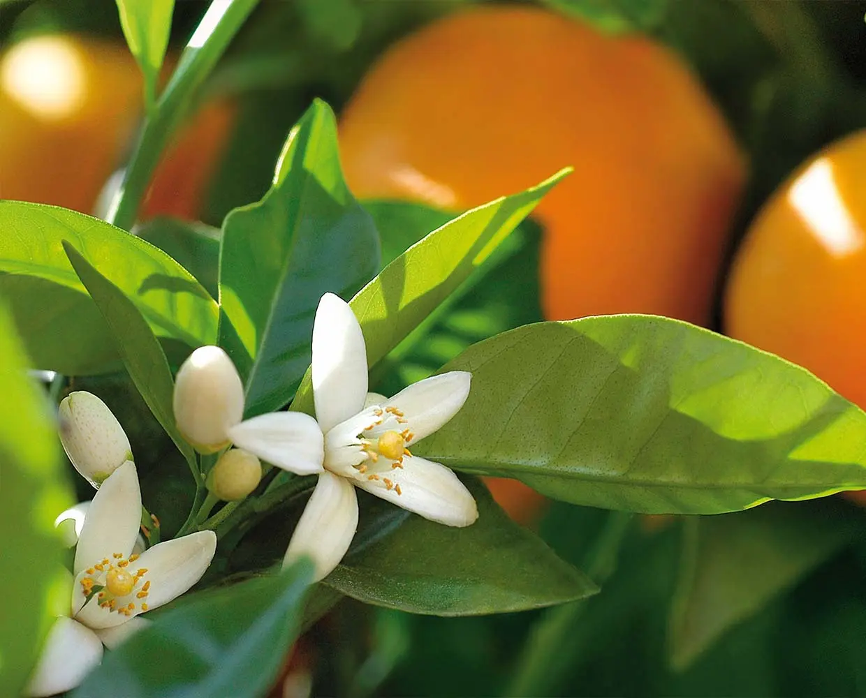 neroli pg main